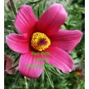 Koniklec německ&yacute; (sasanka) Red Bells