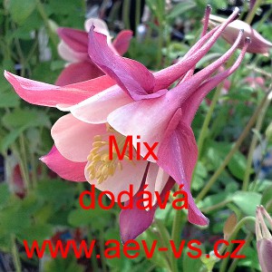 Orl&iacute;ček zkř&iacute;žen&yacute; Mix