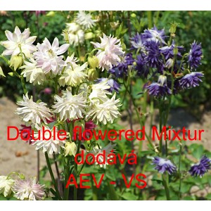 Orl&iacute;ček obecn&yacute; Double flowered Mixtur