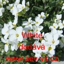 Husen&iacute;k kavkazsk&yacute; White