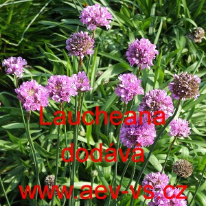 Tr&aacute;vnička př&iacute;mořsk&aacute; Laucheana