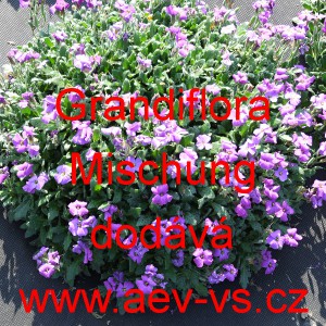 Tařička zahradn&iacute; Grandiflora Mischung