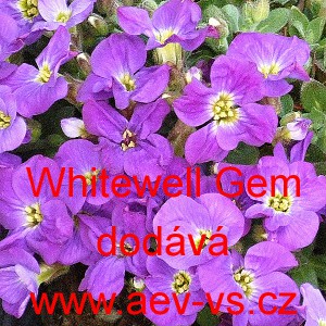 Tařička zahradn&iacute; Whitewell Gem