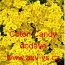 Tařice skaln&iacute; Coton Candy