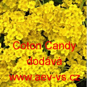 Tařice skaln&iacute; Coton Candy