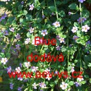 Bakopa rozložit&aacute; Blue