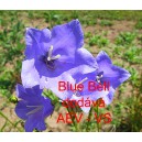 Zvonek broskvolist&yacute; Blue Bell