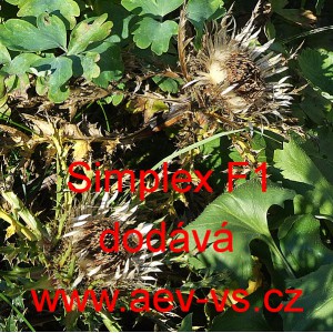 Pupava bezlodyžn&aacute; Simplex