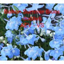 Ostrožka velkokvět&aacute;, č&iacute;nsk&aacute; Balkon Summer Blues