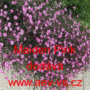 Hvozd&iacute;k kropenat&yacute;, slzičky Maiden Pink