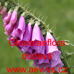 N&aacute;prstn&iacute;k červen&yacute; Gloxiniaeflora