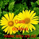 Kamzičn&iacute;k v&yacute;chodn&iacute; Gelb