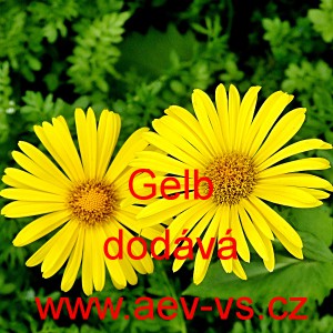 Kamzičn&iacute;k v&yacute;chodn&iacute; Gelb