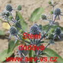 M&aacute;čka plocholist&aacute; Steel