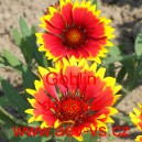 Kokarda osinat&aacute; Goblin