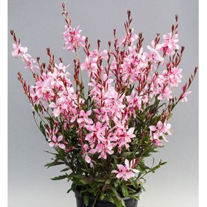 Sv&iacute;čkovec Lindheimerův Emmeline Pink Bouguet