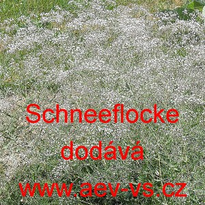 &Scaron;ater latnat&yacute; Snowflake