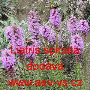 &Scaron;u&scaron;karda klasnat&aacute; Mischung