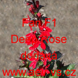 Lobelka n&aacute;dhern&aacute; Starship Rose F1