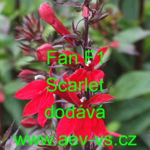 Lobelka n&aacute;dhern&aacute; Fan F1 Scarlet