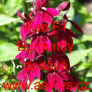 Lobelka n&aacute;dhern&aacute; Fan F1 Burgundy