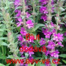 Kyprej obecn&yacute;, vrbolist&yacute;, Vrbice Blut