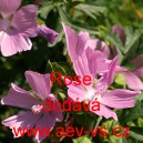 Sl&eacute;z pižmov&yacute; Rose