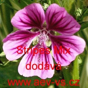 Sl&eacute;z lesn&iacute; Stripes Mix