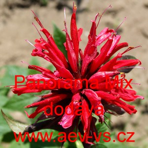 Zavinutka podvojn&aacute; Panorama Mix