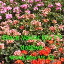 Mu&scaron;k&aacute;t p&aacute;skat&yacute; Black Velvet Mix F1