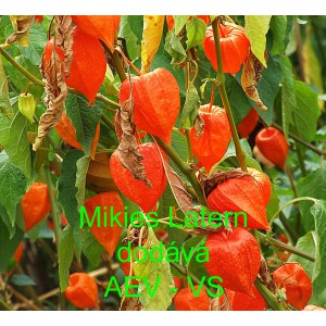 Mochyně židovsk&aacute; tře&scaron;eň Mikies 