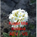 Prvosenka zoubkat&aacute; Kugel Mix