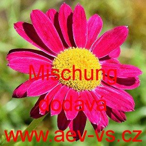 Kopretina &scaron;arlatov&aacute; Mischung