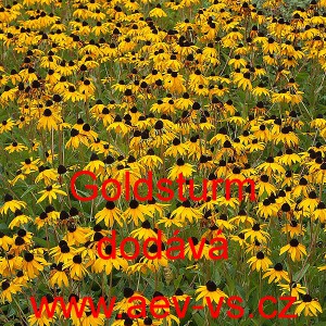 Třapatka leskl&aacute; (z&aacute;řiv&aacute;) Goldsturm