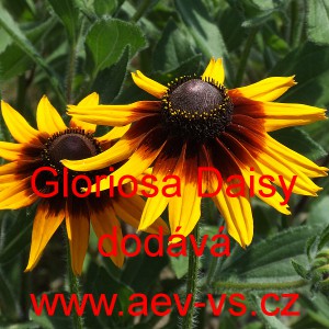 Třapatka srstnat&aacute; Gloriosa Daisy
