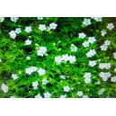 &Uacute;razn&iacute;k &scaron;&iacute;dlovit&yacute;, měř&iacute;k White