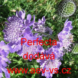 Hlav&aacute;č kavkazsk&yacute; Perfecta Blue