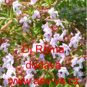 Tymi&aacute;n obecn&yacute; Di Roma