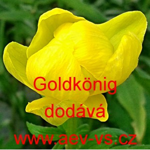 Upol&iacute;n č&iacute;nsk&yacute; Goldk&ouml;nig