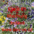 Violka ostruhat&aacute; Floral F1 Mischung