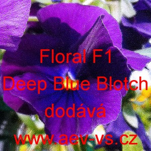 Violka ostruhat&aacute; Floral F1 Deep Blue Blotch