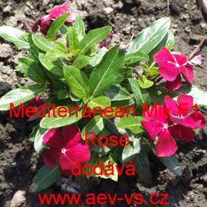 Barv&iacute;nek růžov&yacute; Mediterranean F1 Mix