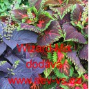 Africk&aacute; kopřiva, Pochvatec ozdobn&yacute;, &scaron;i&scaron;&aacute;kovit&yacute;, Kopřivěnka zkř&iacute;žen&aacute; Wizard Mix