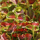 Africk&aacute; kopřiva, Pochvatec ozdobn&yacute;, &scaron;i&scaron;&aacute;kovit&yacute;, Kopřivěnka zkř&iacute;žen&aacute; Wizard Coral Sunrise