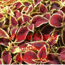 Africk&aacute; kopřiva, Pochvatec ozdobn&yacute;, &scaron;i&scaron;&aacute;kovit&yacute;, Kopřivěnka zkř&iacute;žen&aacute; Wizard Scartlet