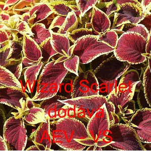 Africk&aacute; kopřiva, Pochvatec ozdobn&yacute;, &scaron;i&scaron;&aacute;kovit&yacute;, Kopřivěnka zkř&iacute;žen&aacute; Wizard Scartlet