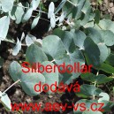 Blahovičn&iacute;k zkř&iacute;žen&yacute; Silver Dollar