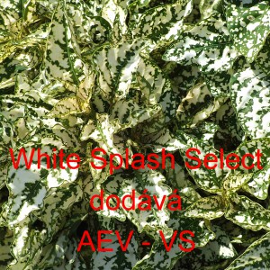 Podrostovka listoklas&aacute; Splash Select White