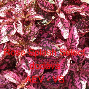 Podrostovka listoklas&aacute; Splash Select Rose