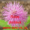 Citlivka stydliv&aacute; Rose
